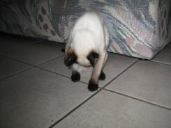 more kittens